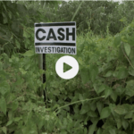 Image d'appel de Cash investigation : logo planté dans la forêt