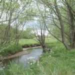 Rivière et ripisylve