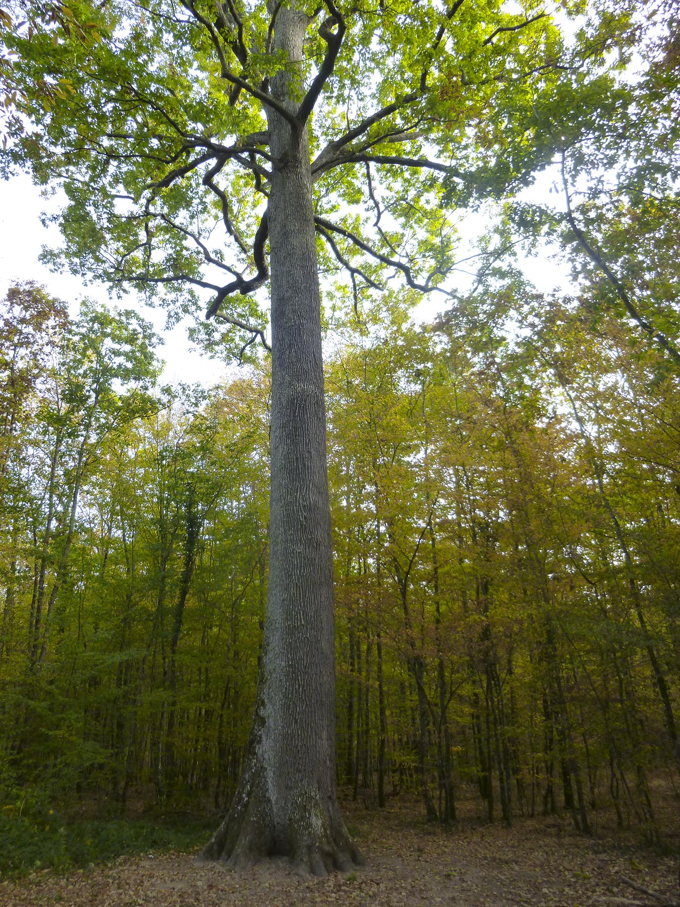 Chêne majestueux en forêt de Fonrtainebleau