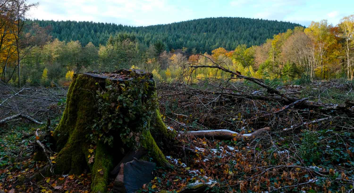 Groupement Forestier Pour La Sauvegarde Des Feuillus Du Morvan La commission dans le Morvan - SOS forêt France - La forêt est notre avenir