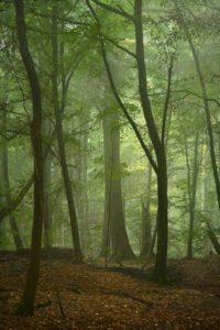 Lire la suite à propos de l’article SOS forêt Dordogne sur France bleu