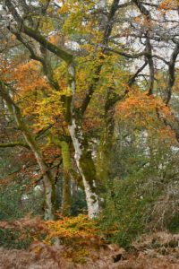 Lire la suite à propos de l’article Marche pour des forêts vivantes en Dordogne