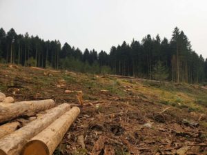 Lire la suite à propos de l’article Urgence : les coopératives forestières à la manœuvre à l’assemblée