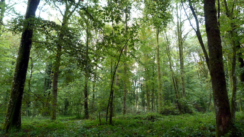 forêt feuillus