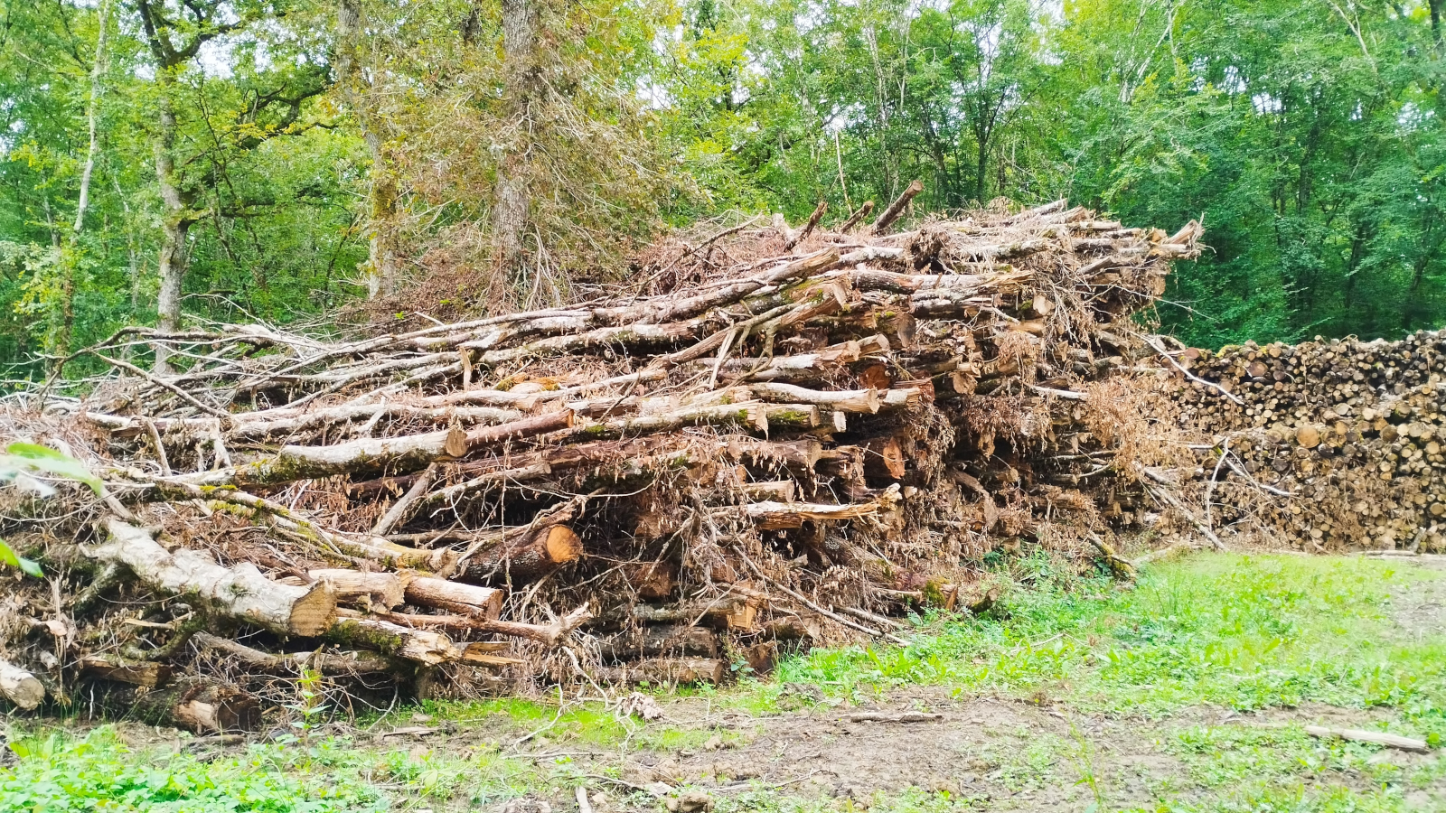 Soigner moins, brûler plus : le projet de loi de finances continue de sacrifier les forêts