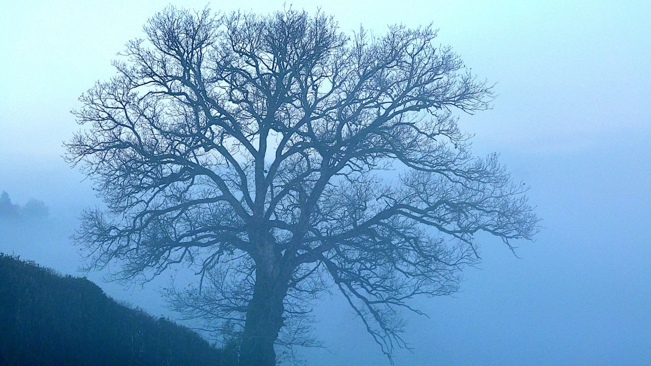 Pour un statut de l’arbre dans le Code civil