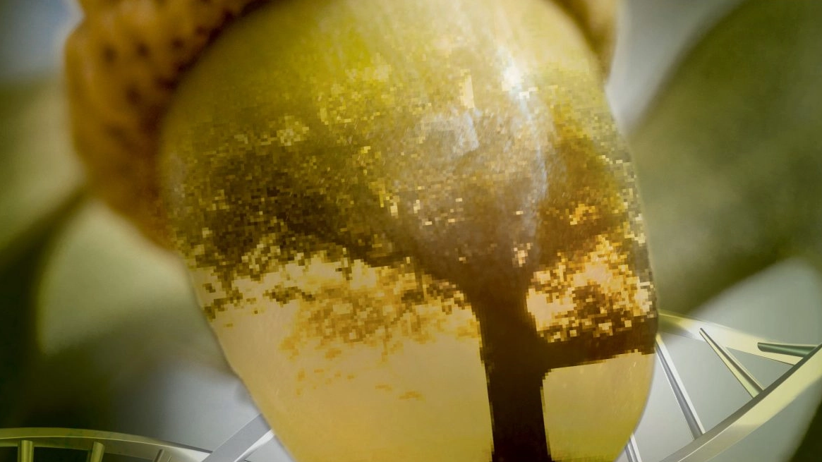 gland avec arbre
