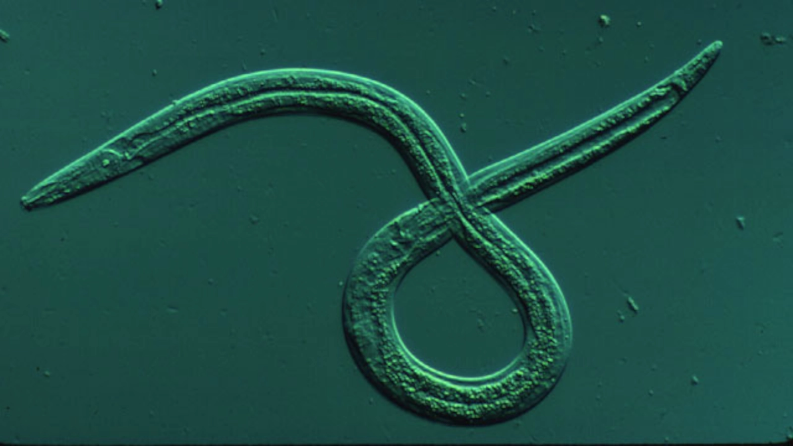 Le nématode du pin arrive en France : chronique d’une catastrophe annoncée